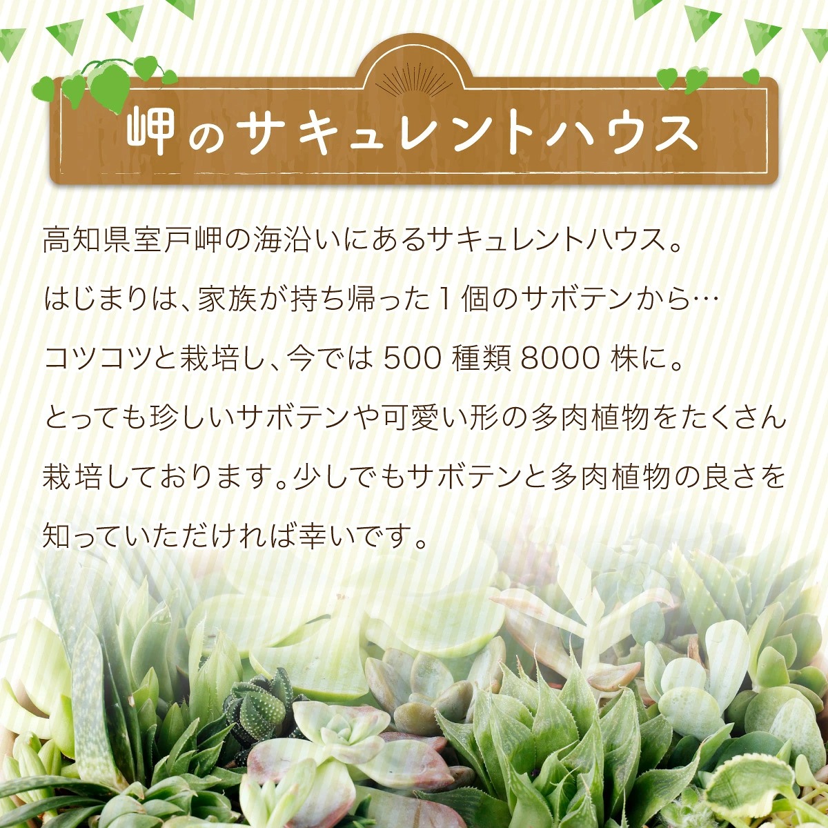 サボテン多肉植物の「アンティーク調鉢寄せ植えキット」（鉢色・ナチュラル、鉢サイズ・大）